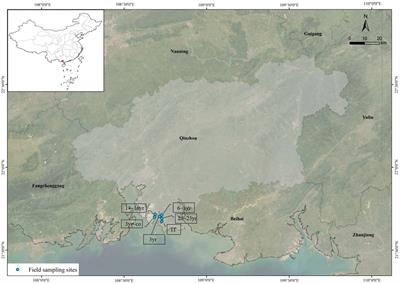 Enhancement effects of mangrove restoration on blue carbon storage in Qinzhou Bay